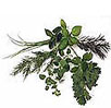 Xanthrparamelia Scarbosa