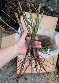 Better Sex Herbs