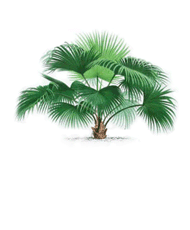 Saw Palmetto